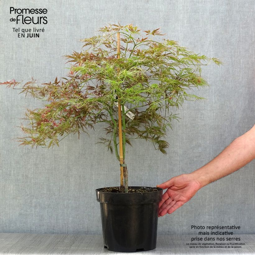 Exemplar von Fächerahorn Dissectum Ornatum - Acer palmatum wie im Sommer geliefert