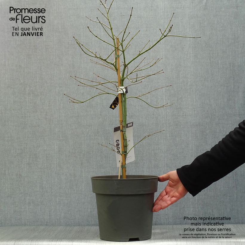 Exemplar von Erable du Japon - Acer palmatum Ornatum Pot de 10L wie im Winter geliefert