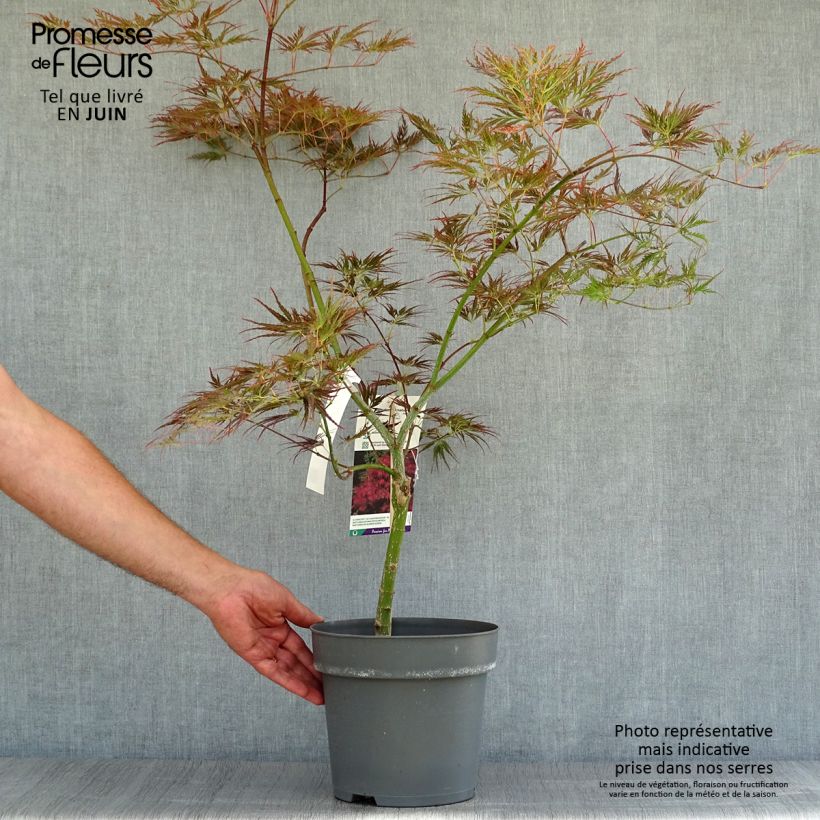 Exemplar von Fächerahorn Dissectum Ornatum - Acer palmatum wie im Sommer geliefert