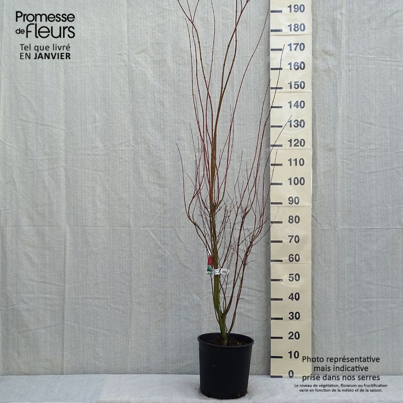 Exemplar von Érable du Japon - Acer palmatum pot 12L 100/125 wie im Winter geliefert