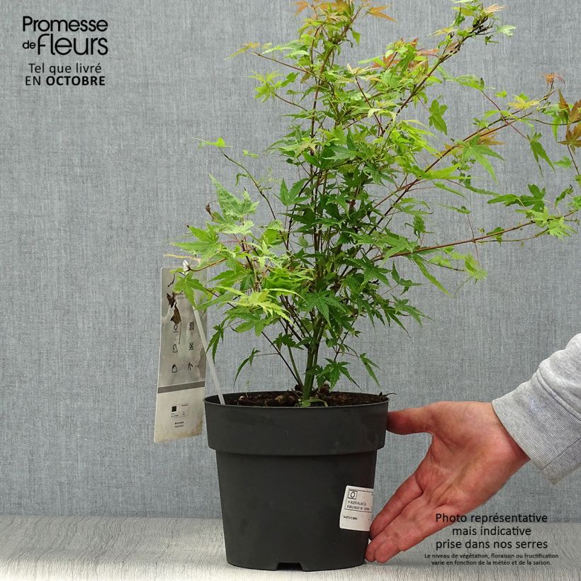 Exemplar von Érable du Japon Phoenix - Acer palmatum Pot de 2L/3L wie im Herbst geliefert