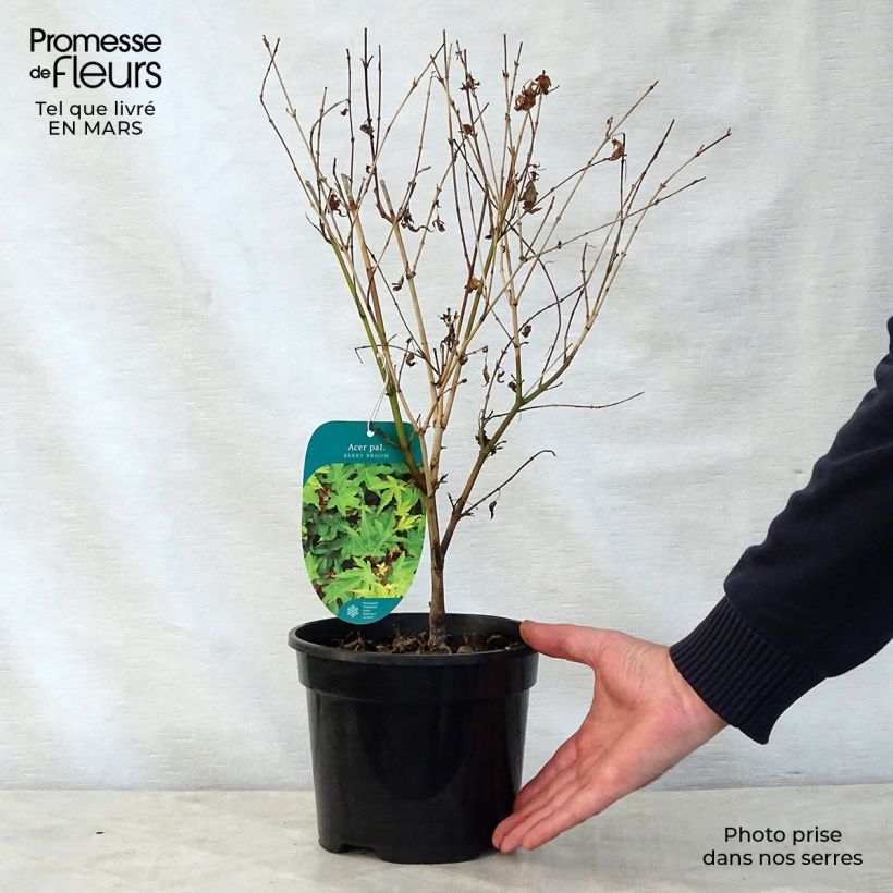 Exemplar von Erable du Japon nain - Acer palmatum Berry Broom Pot de 2L/3L wie im Frühjahr geliefert