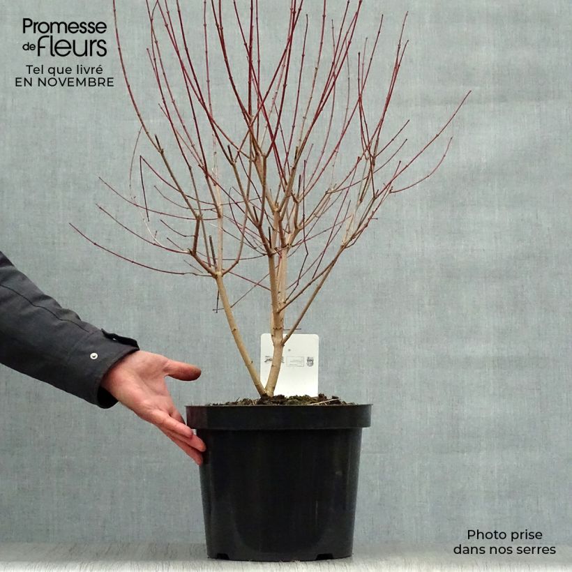 Exemplar von Erable du fleuve Amour - Acer ginnala Bailey Compact 50/60cm en pot de 10L. wie im Herbst geliefert