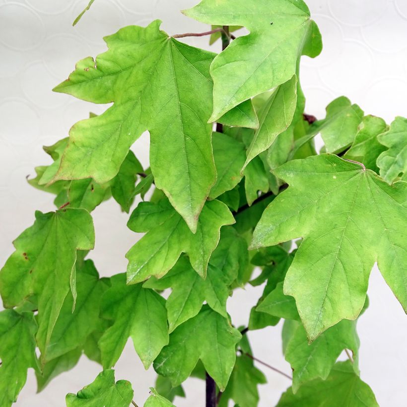 Acer Orientalia - Ahorn (Laub)