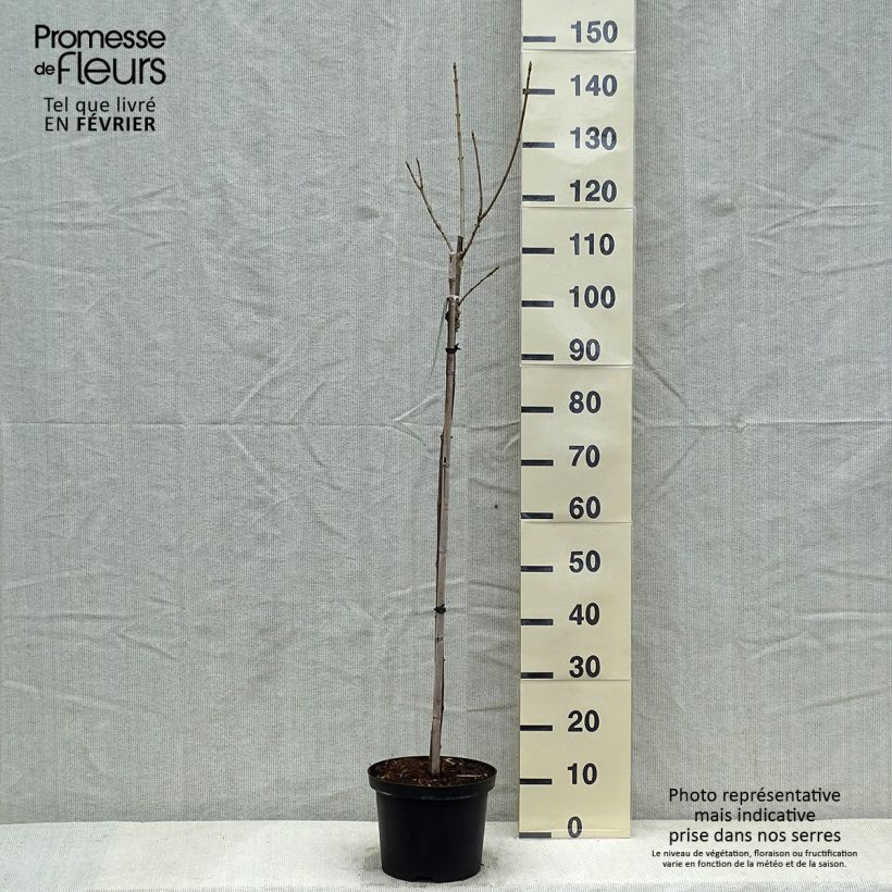 Exemplar von Erable sycomore - Acer pseudoplatanus Brilliantissimum Pot de 4L/5L wie im Winter geliefert