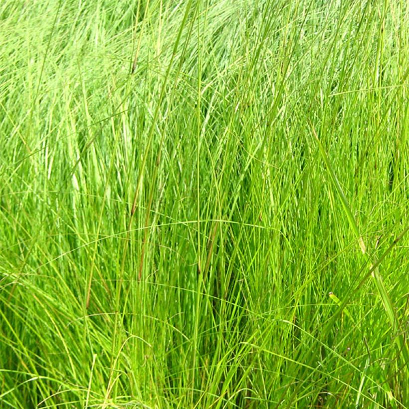 Eragrostis curvula - Schwachgekrümmtes Liebesgras (Laub)