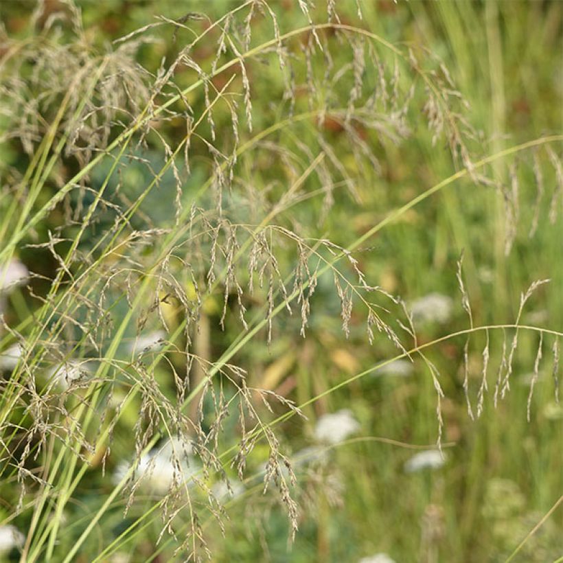 Eragrostis curvula - Schwachgekrümmtes Liebesgras (Blüte)