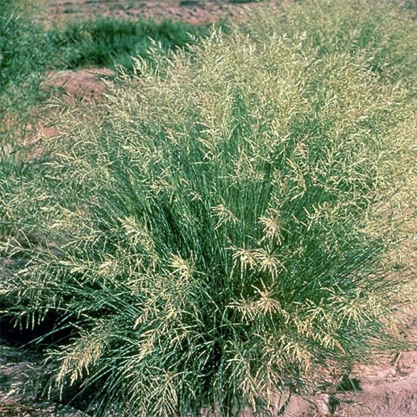 Eragrostis curvula - Schwachgekrümmtes Liebesgras (Hafen)