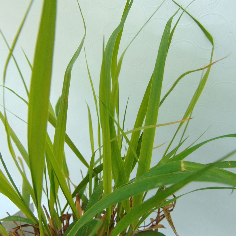 Eragrostis spectabilis - Purpur-Liebesgras (Laub)