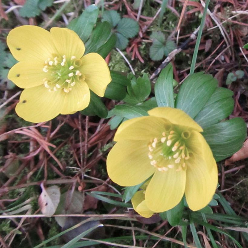 Eranthis hyemalis Schwefelglanz - Winterling (Blüte)