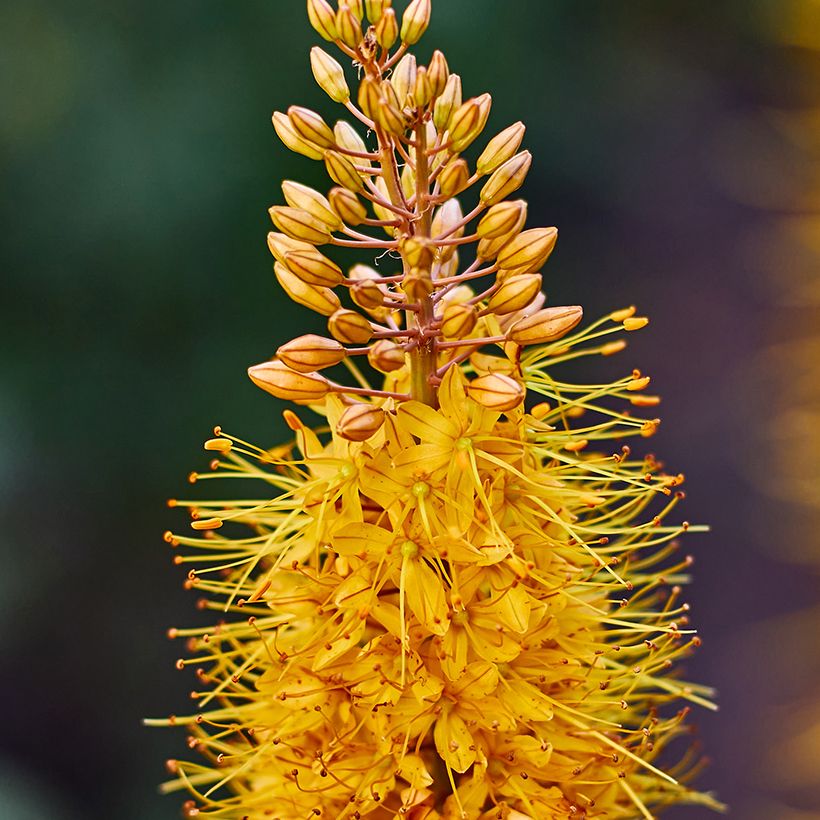 Eremurus Brun - Steppenkerze (Blüte)