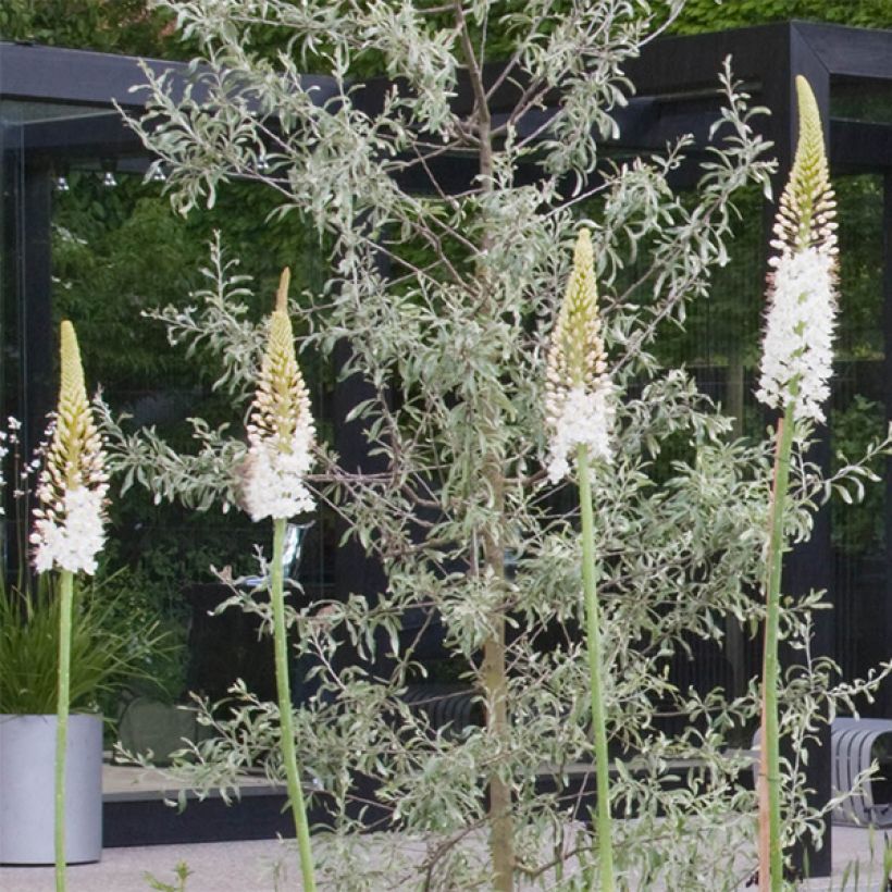 Eremurus White Beauty Favourite - Steppenkerze (Blüte)