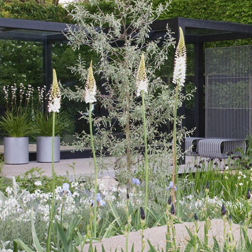 Eremurus White Beauty Favourite - Steppenkerze (Hafen)