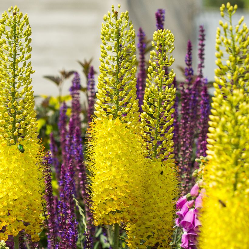 Eremurus bungei - Steppenkerze (Blüte)