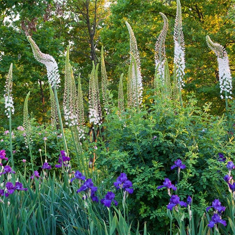 Eremurus himalaïcus - Steppenkerze (Blüte)