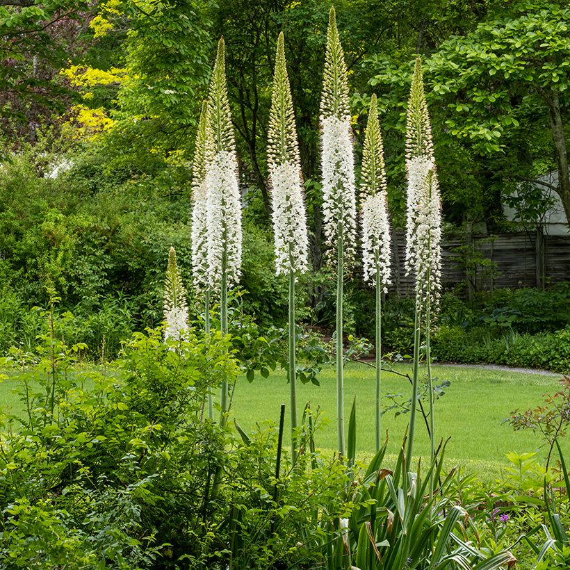 Eremurus himalaïcus - Steppenkerze (Hafen)