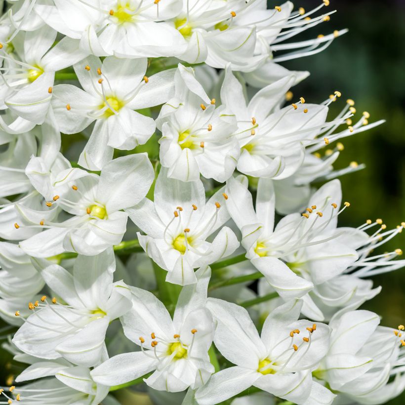 Eremurus robustus - Steppenkerze (Blüte)