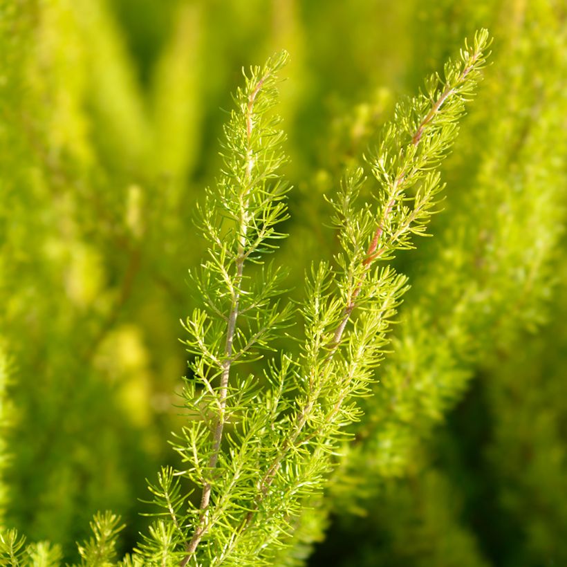 Baum-Heide Albert's Gold - Erica arborea (Laub)