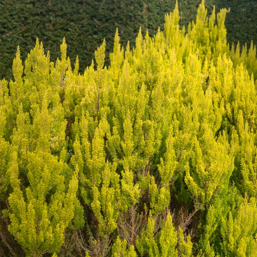 Baum-Heide Albert's Gold - Erica arborea (Hafen)