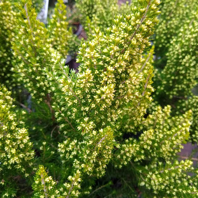 Baum-Heide Estrella Gold - Erica arborea (Blüte)