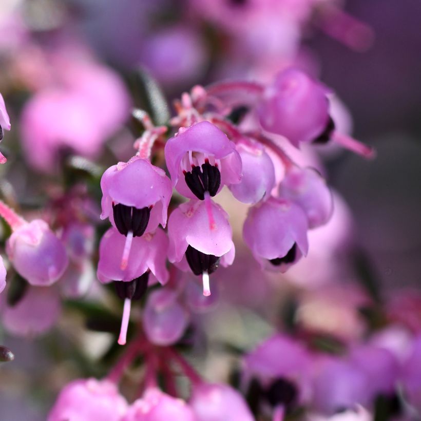 Heidekraut - Erica canaliculata (Blüte)