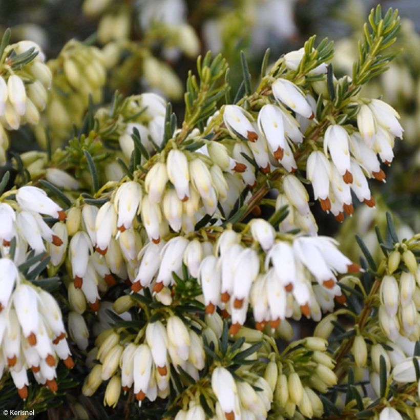 Schnee-Heide Isabell - Erica carnea (Blüte)