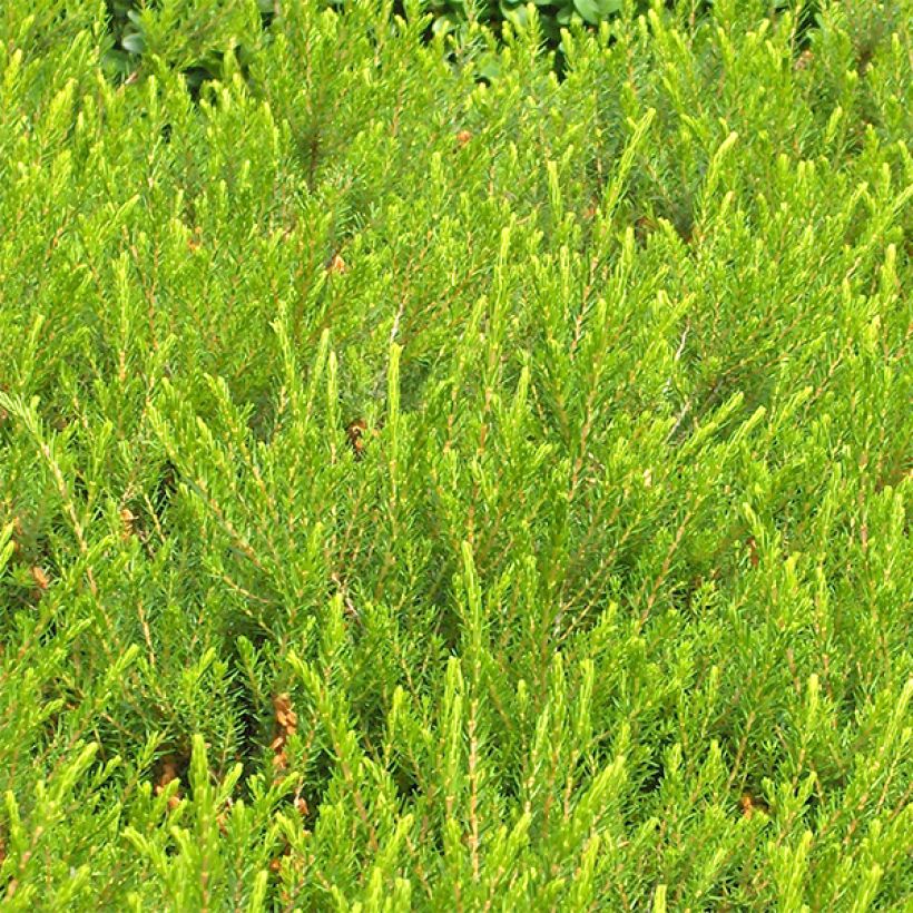 Winterblühende Heide Jenny Porter - Erica darleyensis (Laub)