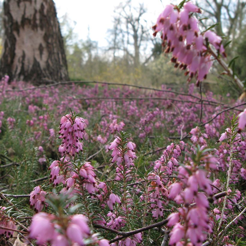 Winterblühende Heide Jenny Porter - Erica darleyensis (Blüte)