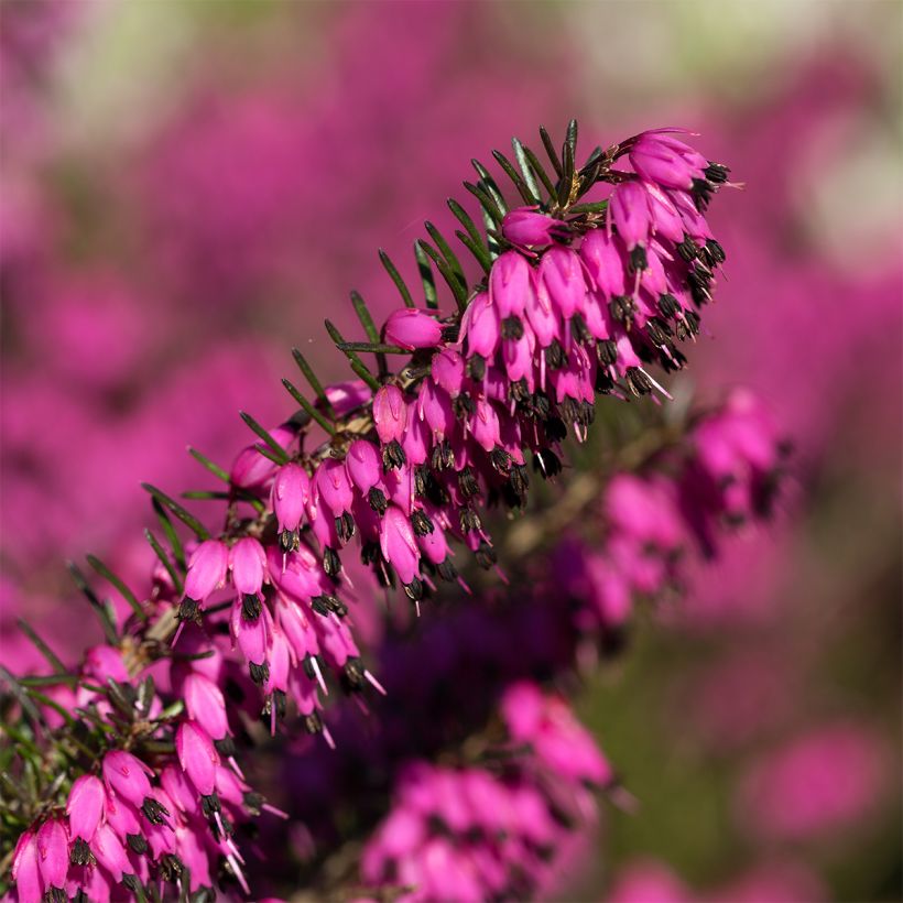 Schnee-Heide Myreton Ruby - Erica carnea (Blüte)