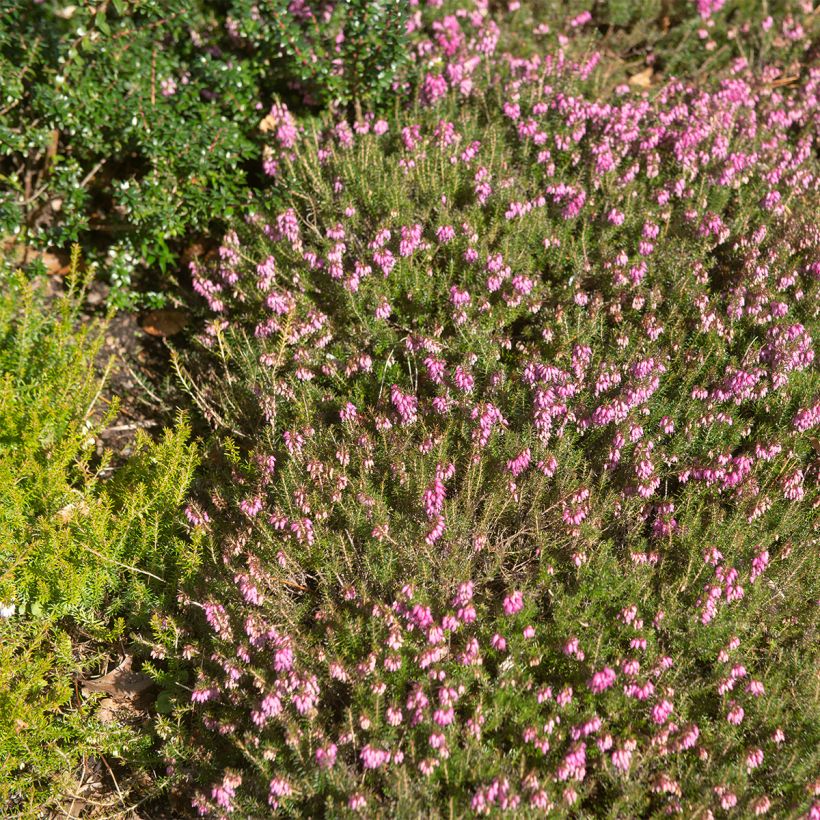 Schnee-Heide Myreton Ruby - Erica carnea (Hafen)