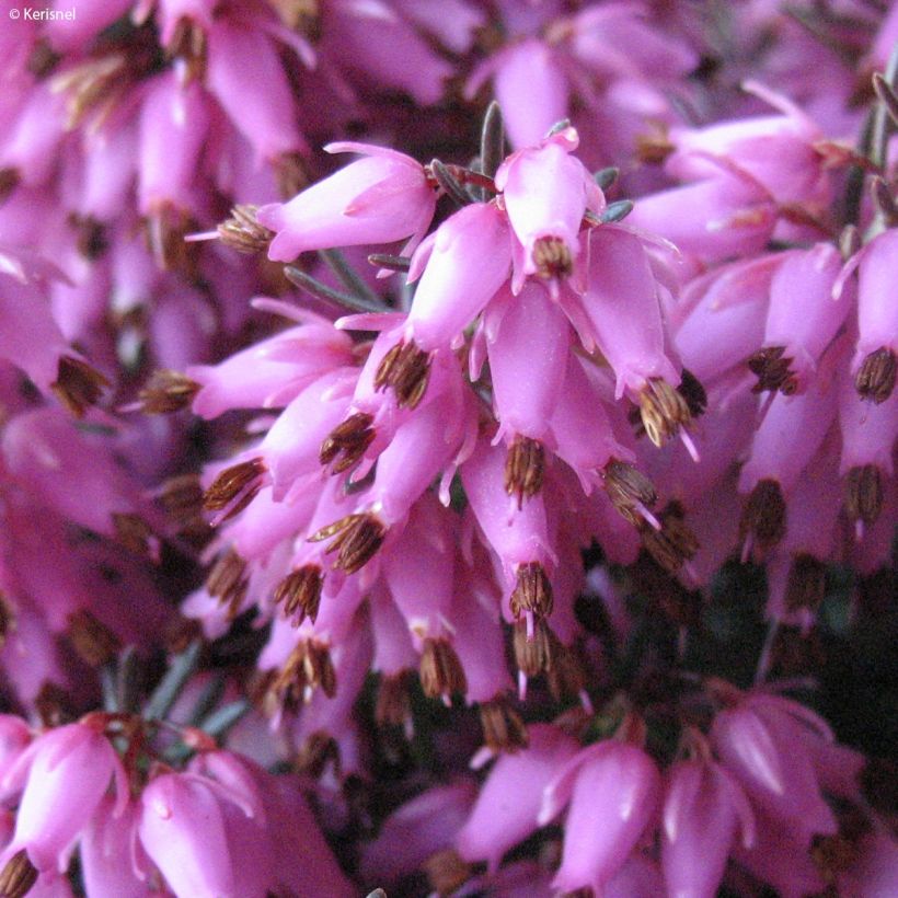 Schnee-Heide Rosalie - Erica carnea (Blüte)