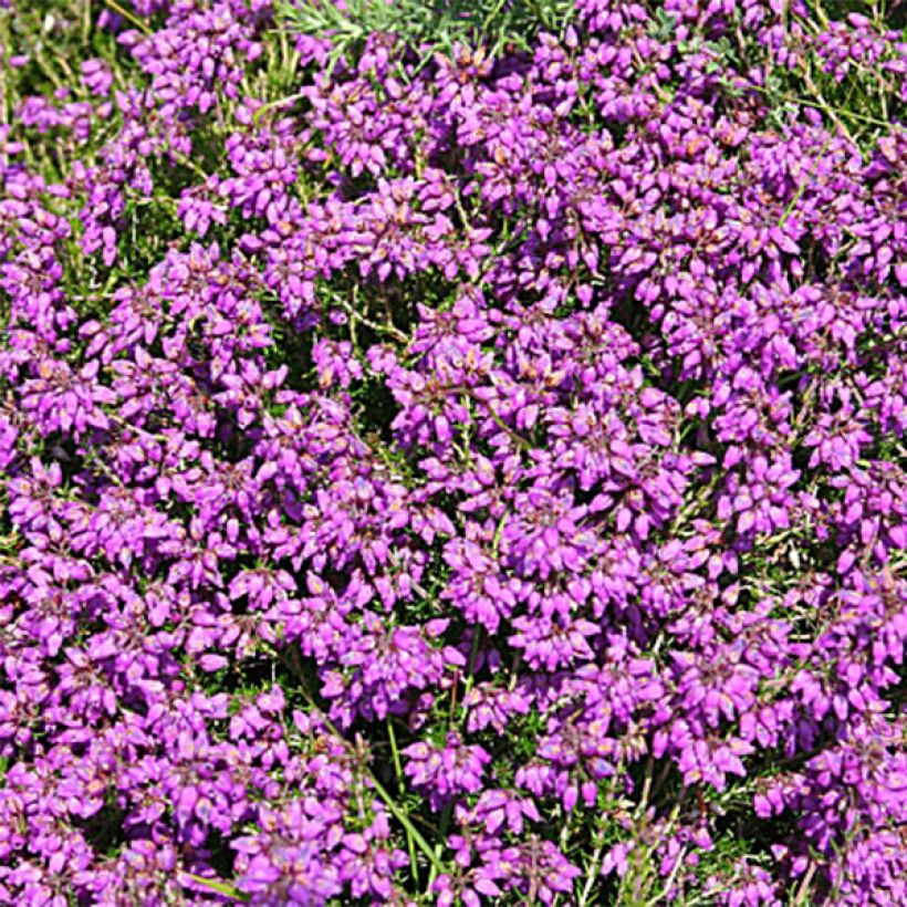 Graue Glocken-Heide C.G Best - Erica cinerea (Blüte)