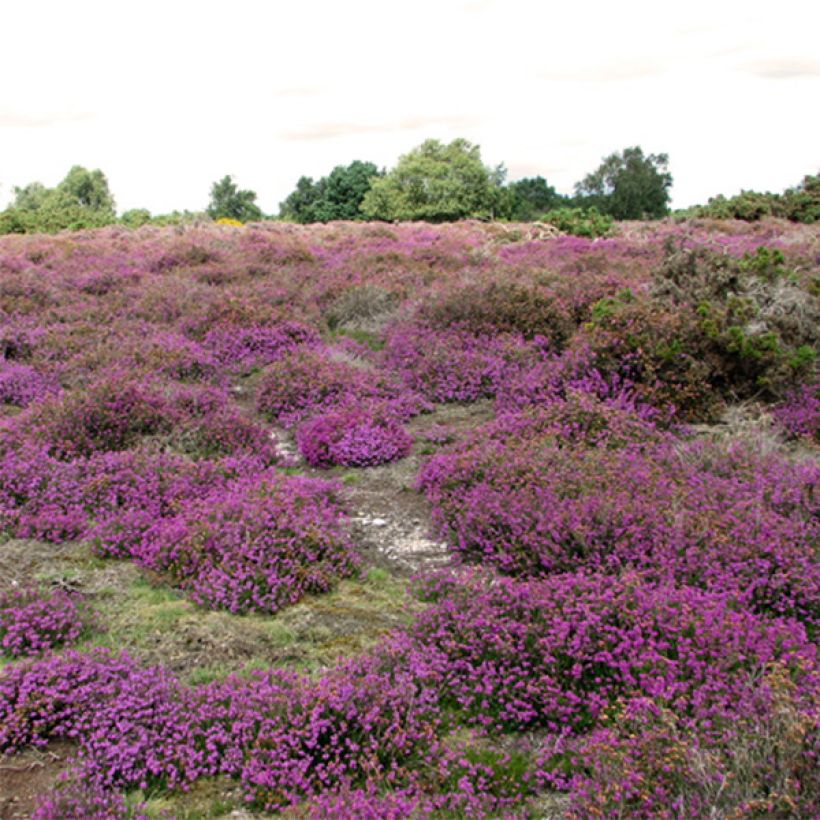 Graue Glocken-Heide C.G Best - Erica cinerea (Hafen)