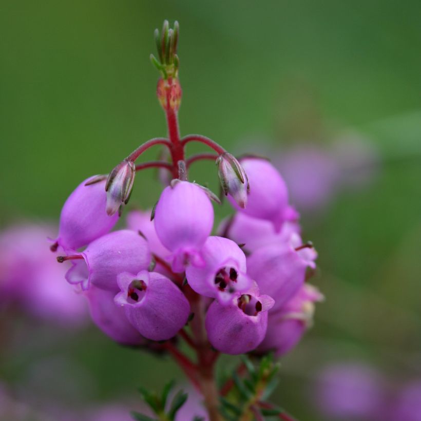 Graue Glocken-Heide - Erica cinerea (Blüte)