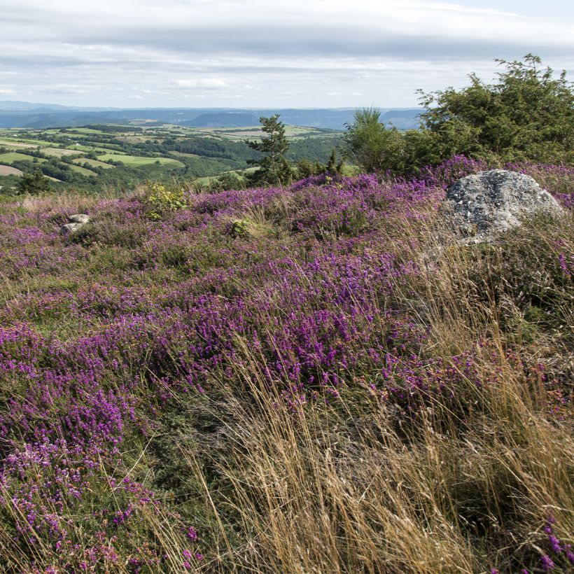 Graue Glocken-Heide - Erica cinerea (Hafen)