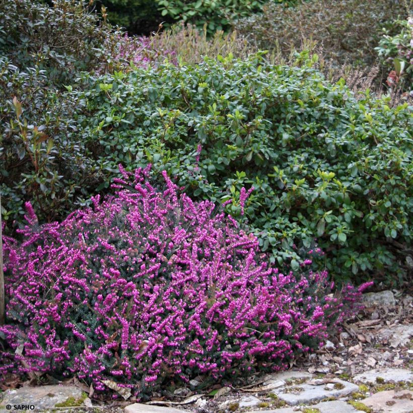 Winterblühende Heide Eva Gold - Erica darleyensis (Hafen)