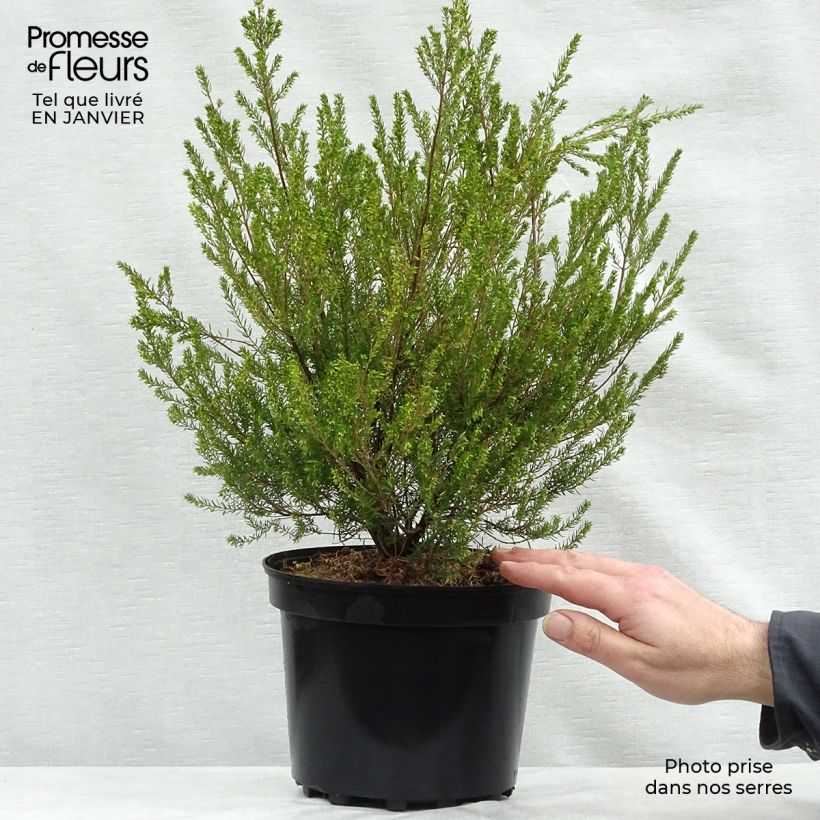 Exemplar von Bruyère de l'ouest - Erica mediterranea Pot de 3L/4L wie im Winter geliefert