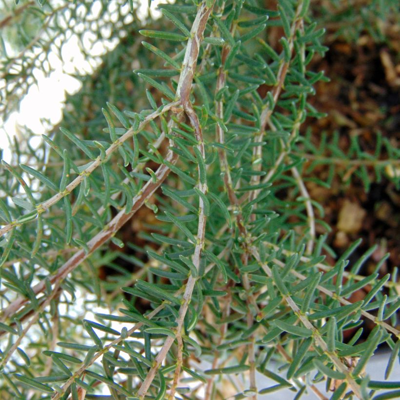 Erica mediterranea - Heide (Laub)