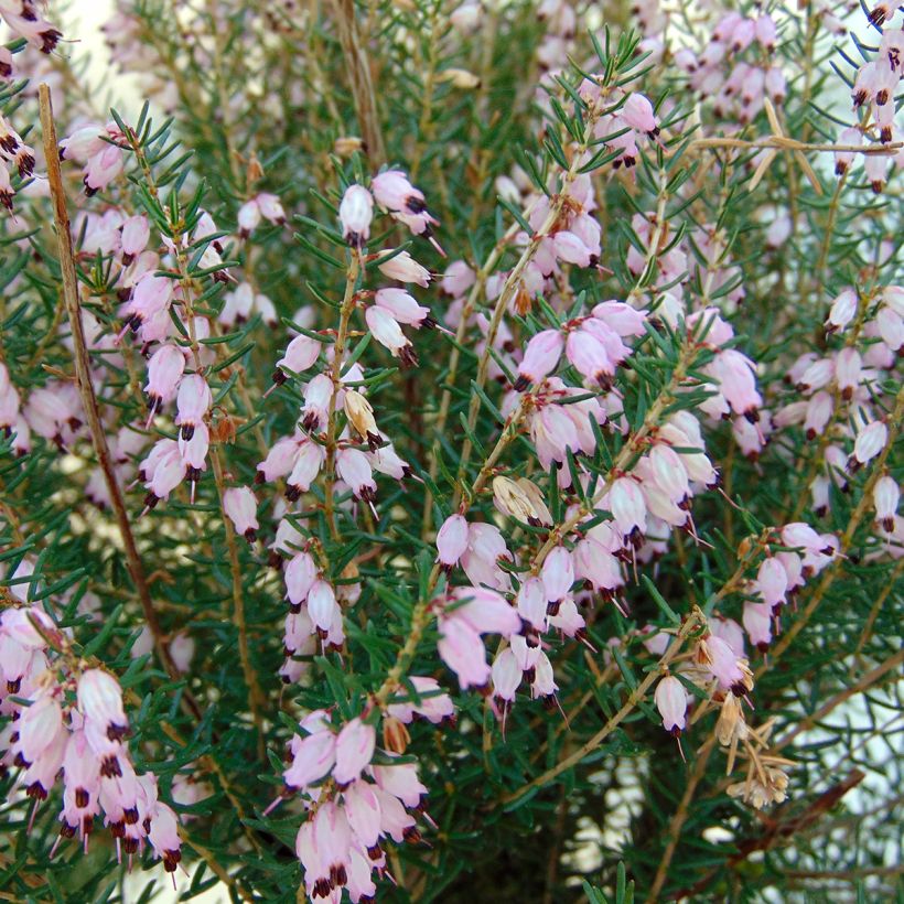 Erica mediterranea - Heide (Blüte)