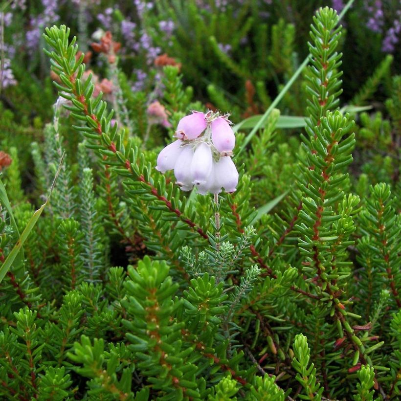 Echte Glocken-Heide - Erica tetralix (Laub)