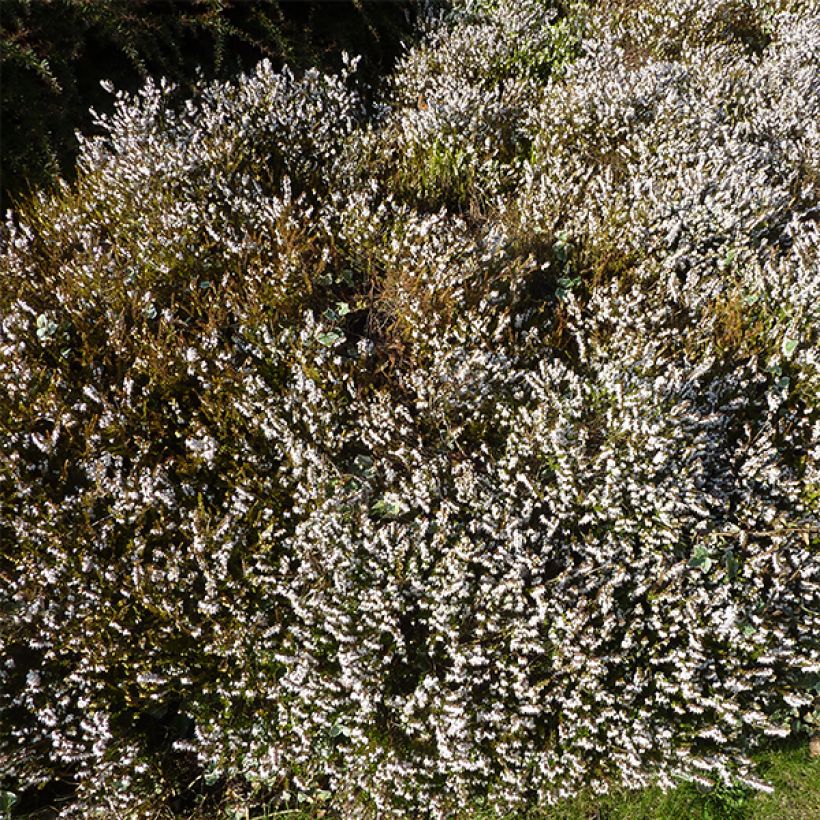 Winterblühende Heide Silberschmelze - Erica darleyensis (Hafen)