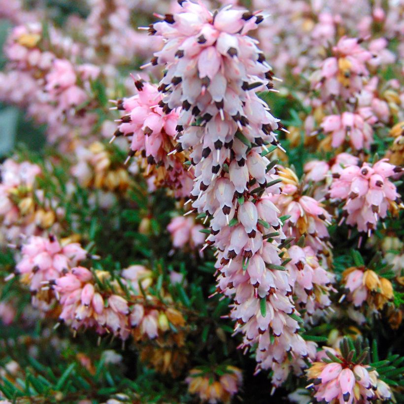 Winterblühende Heide Winter Belles Phoebe - Erica darleyensis (Blüte)