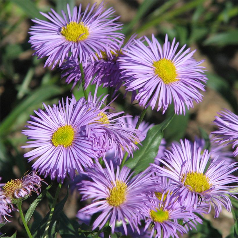 Prächtiges Berufkraut Azure Beauty - Erigeron speciosus (Blüte)