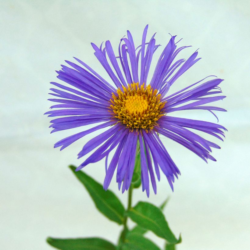 Berufkraut Dunkelste Aller - Erigeron (Blüte)