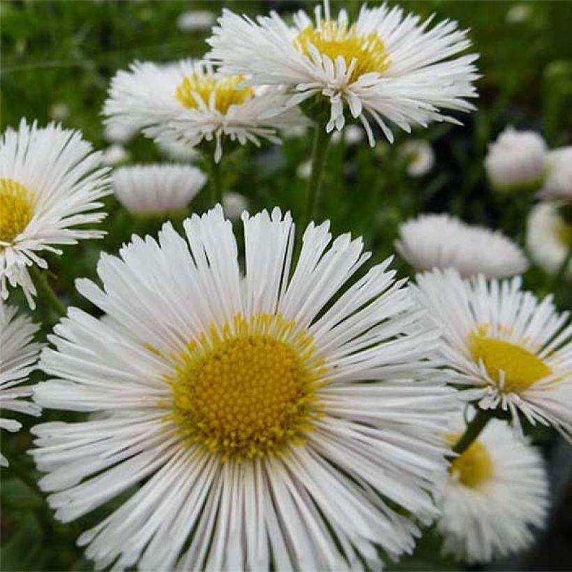 Berufkraut Professor Korodi - Erigeron (Blüte)