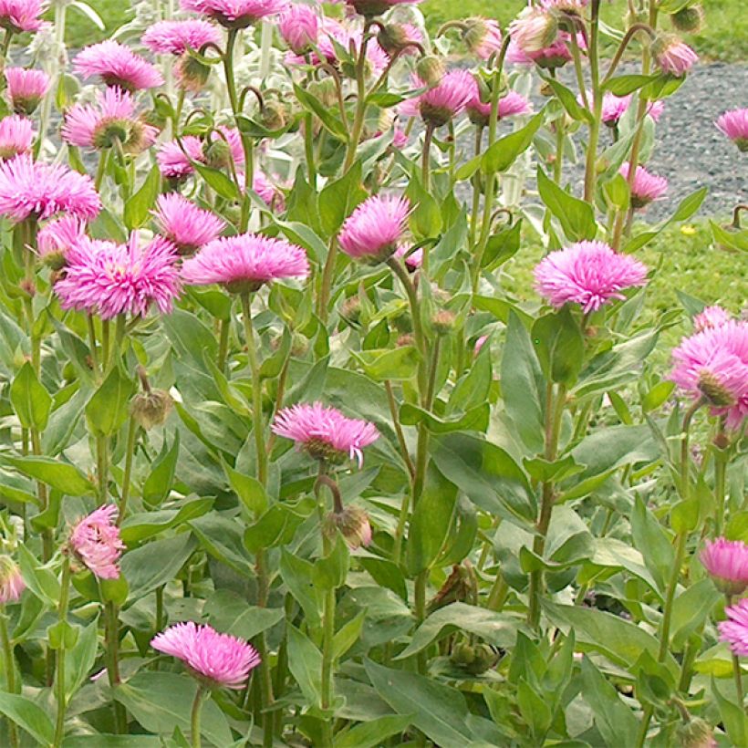 Prächtiges Berufkraut Rosa Jewel - Erigeron speciosus (Blüte)