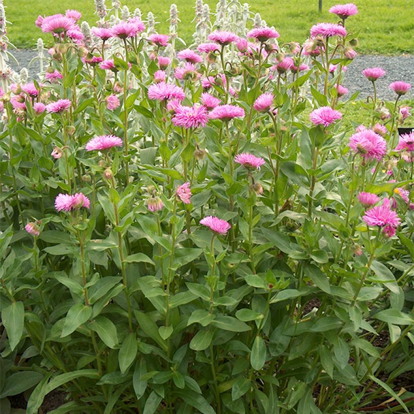 Prächtiges Berufkraut Rosa Jewel - Erigeron speciosus (Hafen)