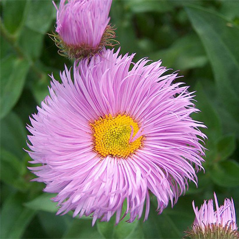 Berufkraut Rosa Triumph - Erigeron (Blüte)