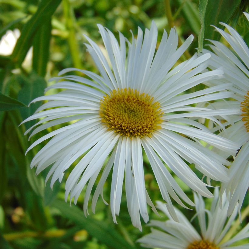 Prächtiges Berufkraut Sommerneuschnee - Erigeron speciosus (Blüte)