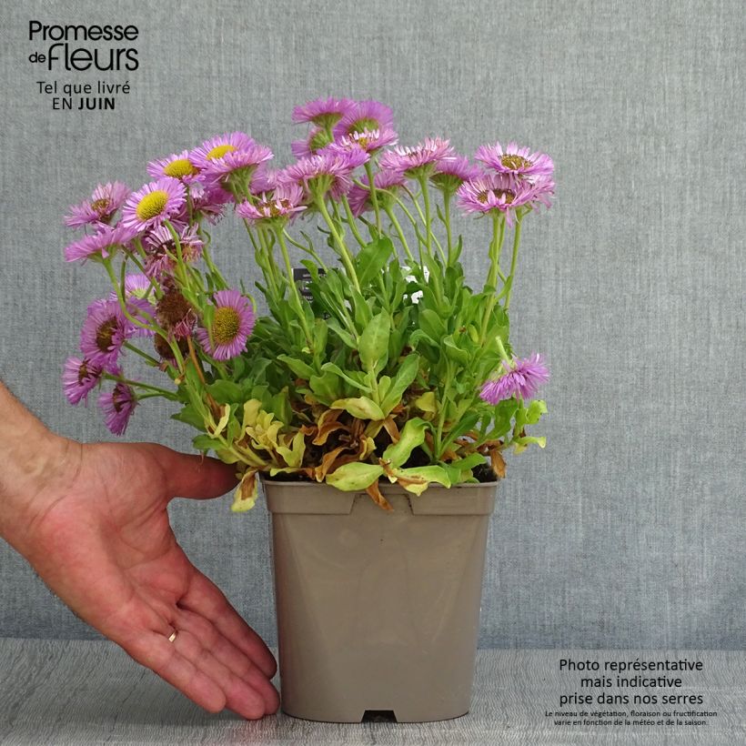 Exemplar von Erigeron glaucus Sea Breeze - Vergerette glauque Pot de 2L/3L wie im Sommer geliefert